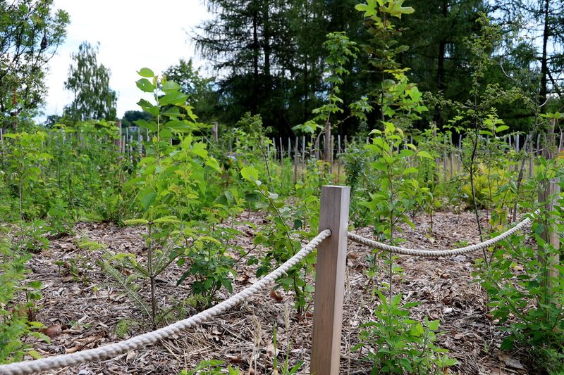 W Rybniku rośnie mikrolas. Zielona przestrzeń w środku miasta